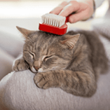 pelade du chat